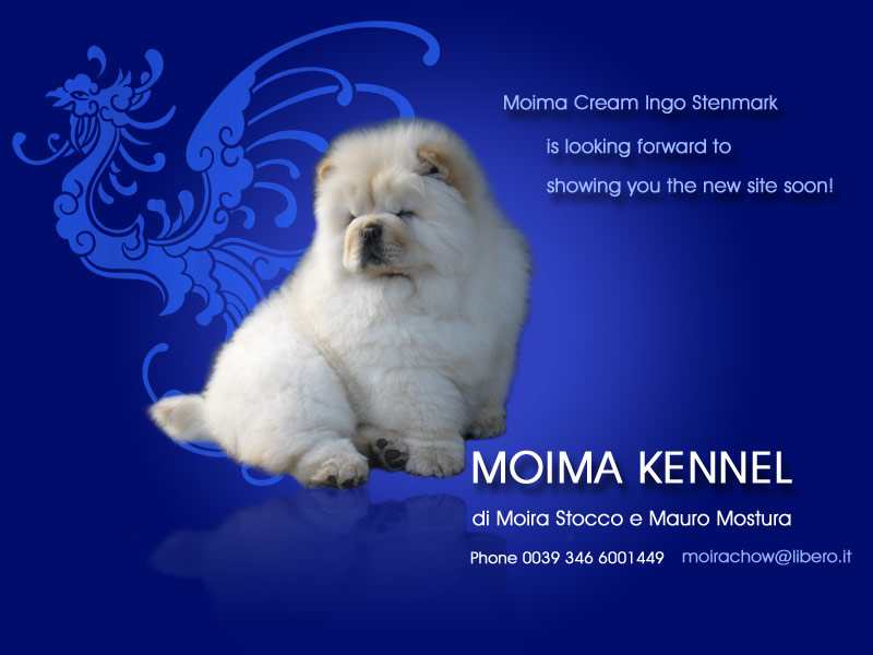 MoimaChows will be online with a new website soon